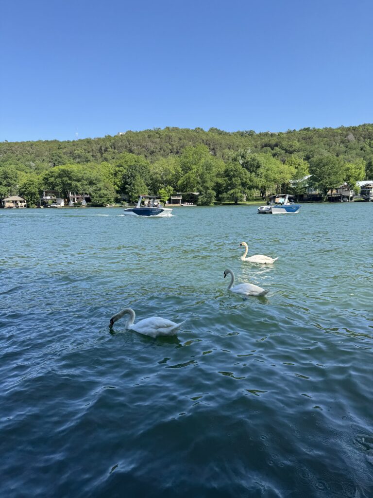 three swans in the water in lake austin with boats in the background