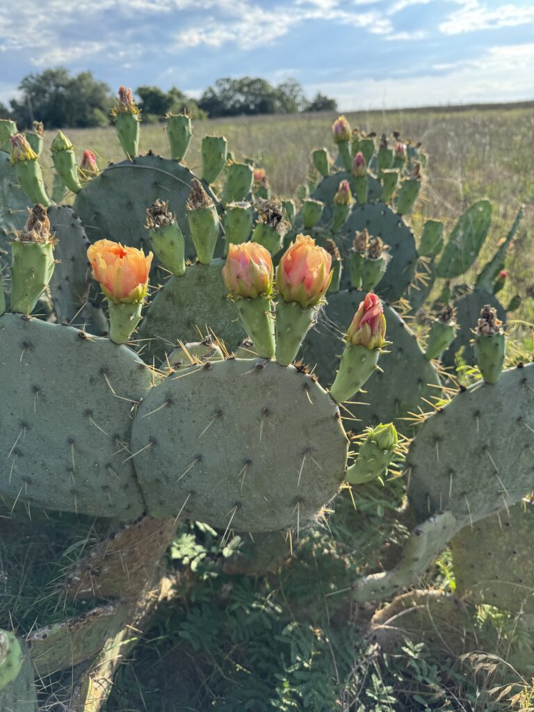 prickly pear cactus with flowers blooming on top