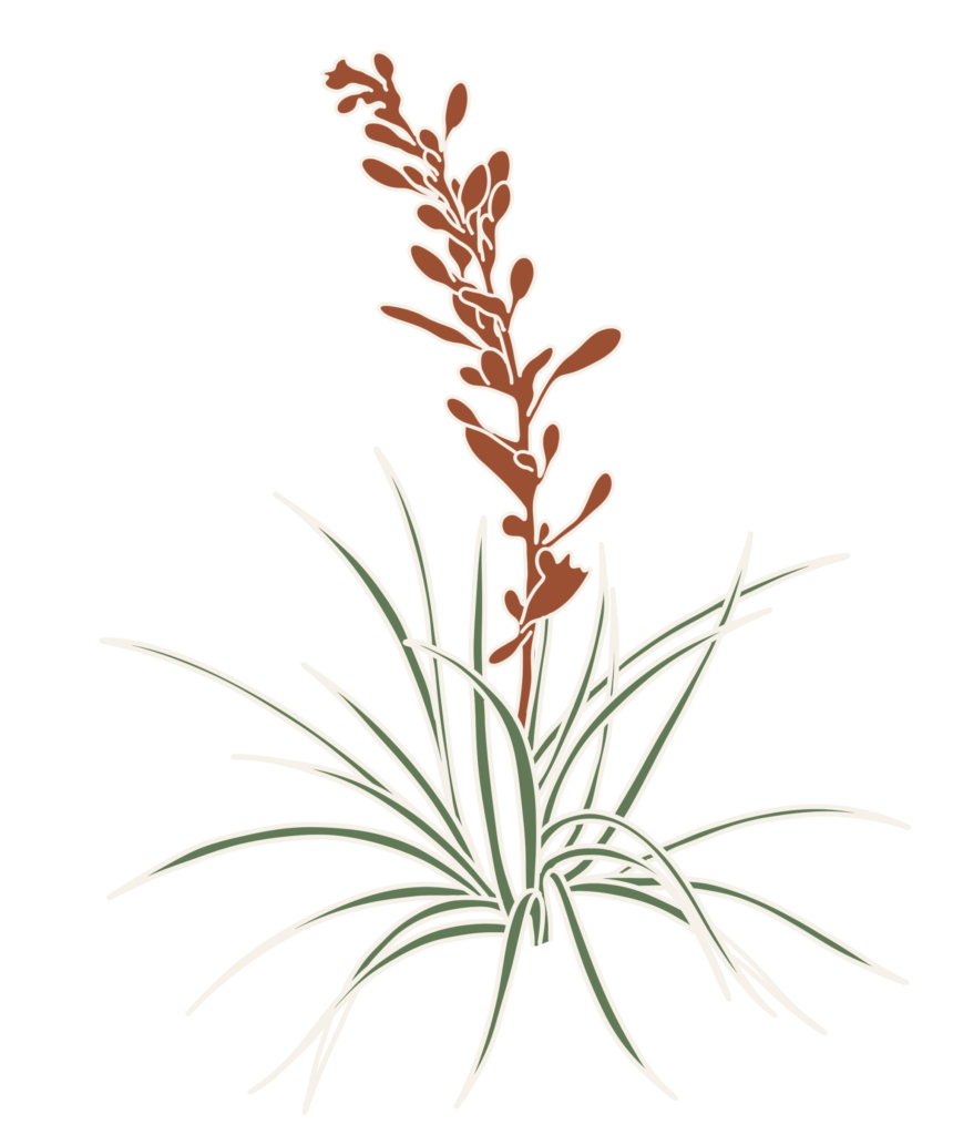 drawing of red yucca