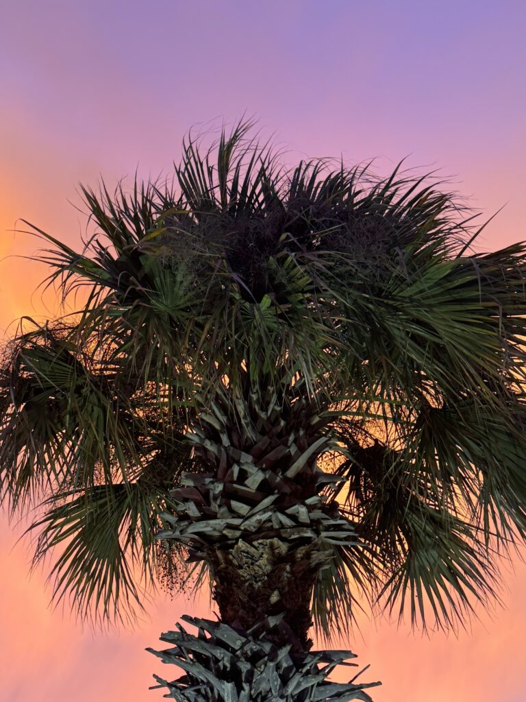 palm tree against the backdrop of a violet crown sunset