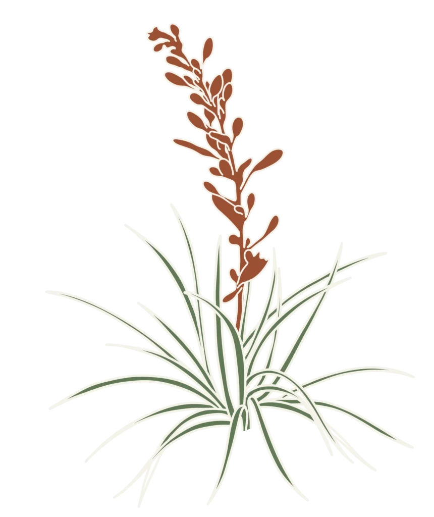 drawing of red yucca